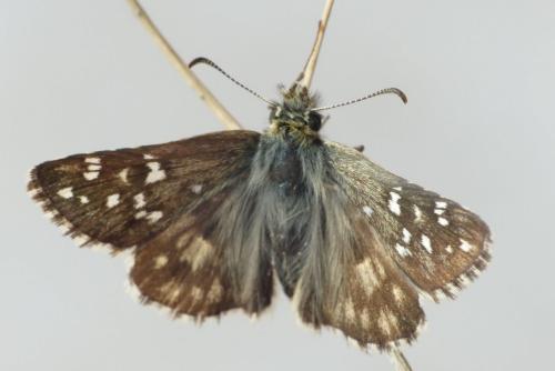 Réf. 268 752 : Pyrgus armoricanus